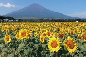 山中湖花の都公園