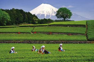 大渕笹場
