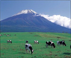 朝霧高原