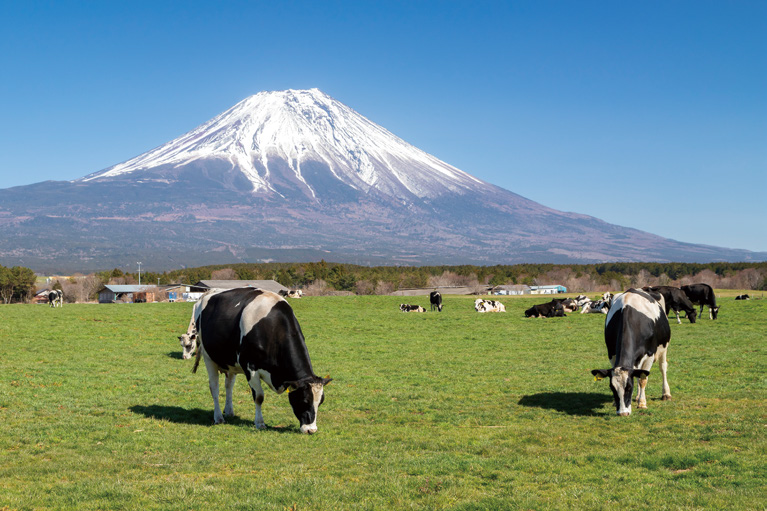 朝霧高原