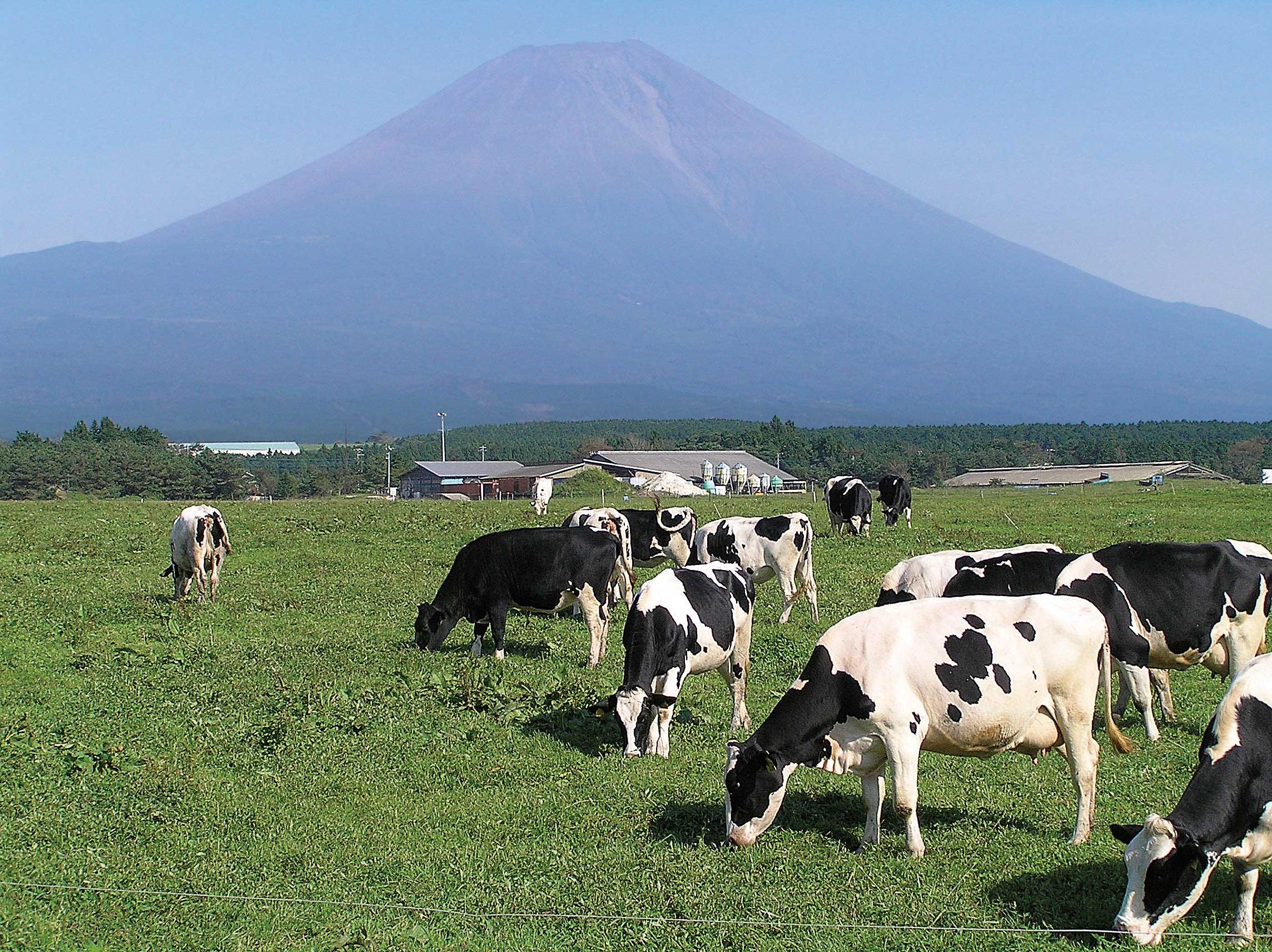 朝霧高原