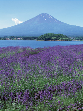 「日本富士山協会」設立趣意