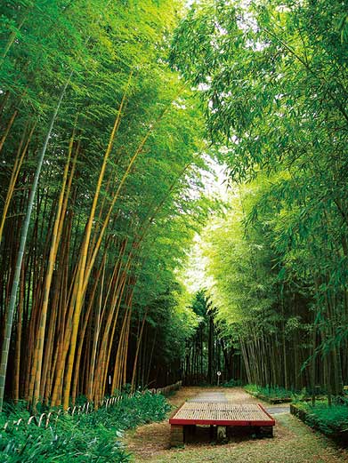 富士竹類植物園