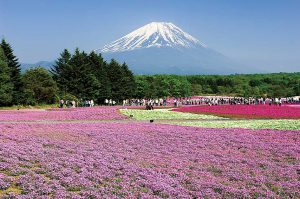 富士芝桜まつり