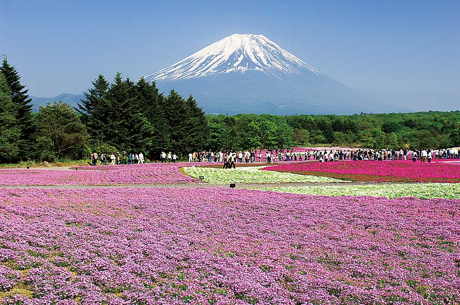 富士芝桜まつり