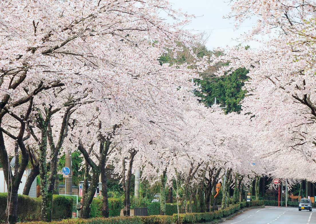 御殿場桜まつり