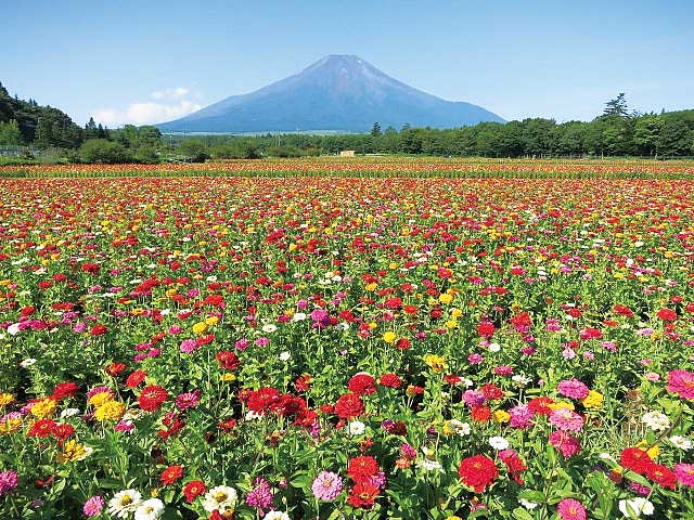 山中湖花の都公園