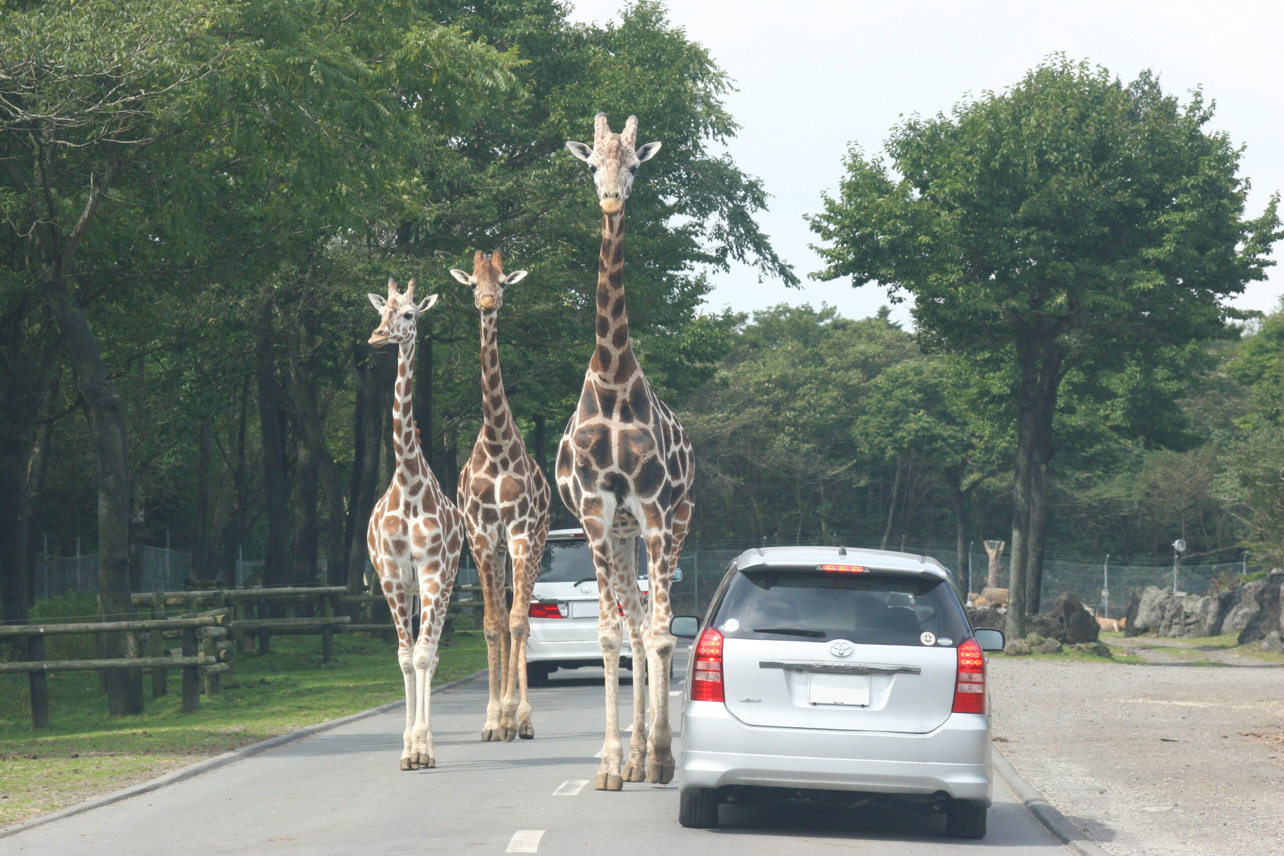 富士サファリパーク